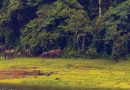വനഭൂമികയിലെ രക്തതാരകങ്ങൾ