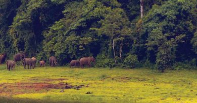 വനഭൂമികയിലെ രക്തതാരകങ്ങൾ