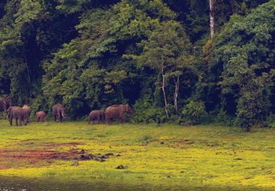 raju featured imag