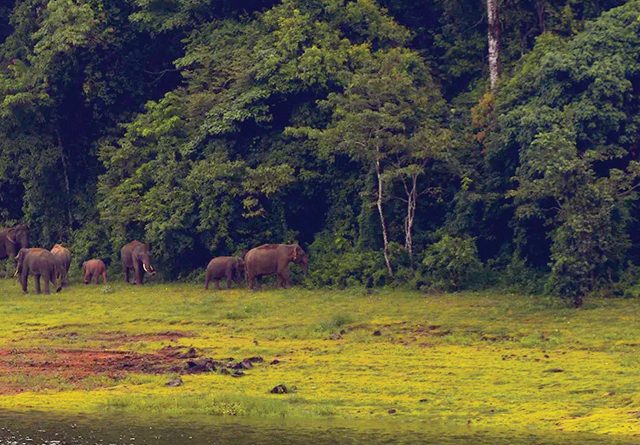 വനഭൂമികയിലെ രക്തതാരകങ്ങൾ